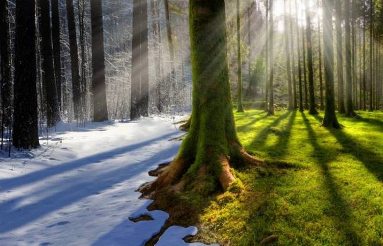 Интерактивные уроки о влиянии климата на лес