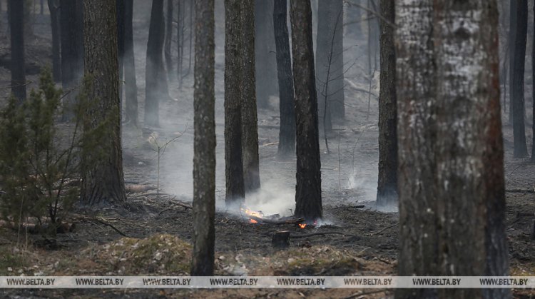 Более 50 лесных пожаров произошло в Беларуси в этом году