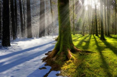 Интерактивные уроки о влиянии климата на лес