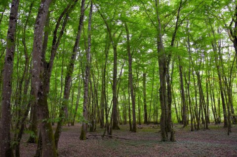 Европейский институт леса